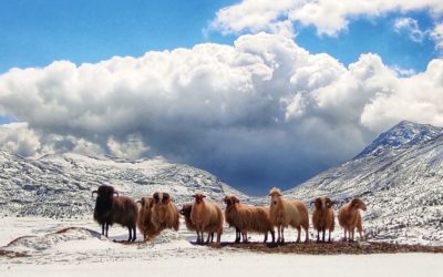 The registration of Shepherding and the Shepherd’s World in the National Index of Intangible Cultural Heritage