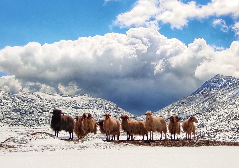 The registration of Shepherding and the Shepherd’s World in the National Index of Intangible Cultural Heritage